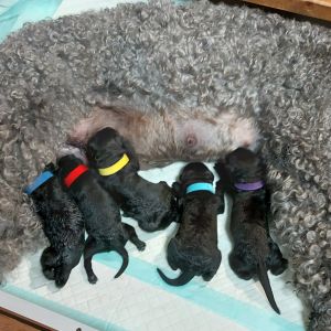 Terrier Welpen