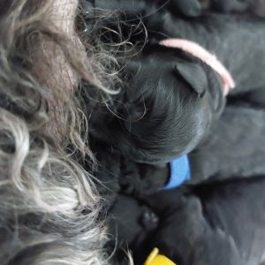 Kerry Blue Terrier Welpen