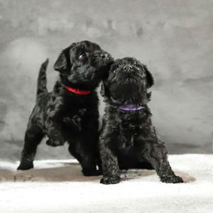 Kerry Blue Terrier Welpen
