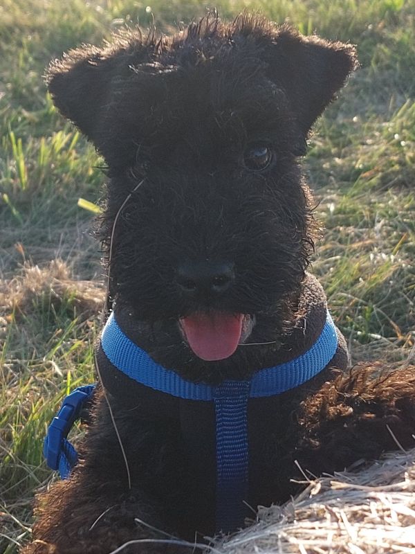 Kerry Blue Terrier Clayton