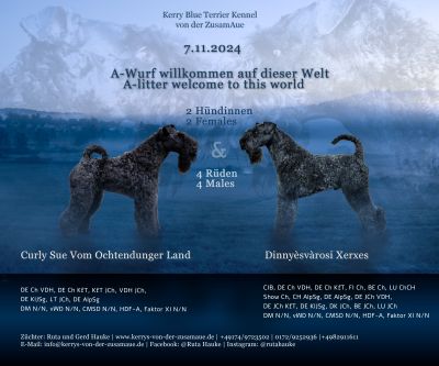 Kerry Blue Terrier von der ZusamAue A-Wurf