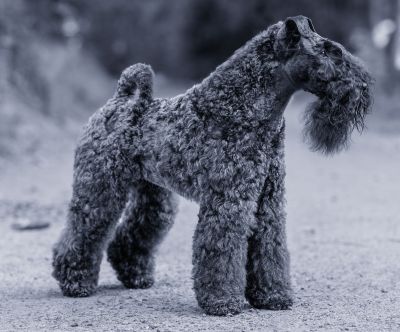 Curly - Kerry Blue Terrier von der ZusamAue
