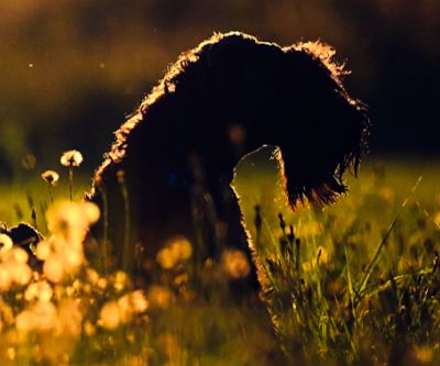 Kerry Blue Terrier Abendstimmung