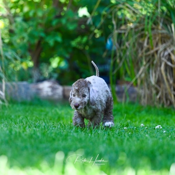 Bedlington Terrier aus der Deubacher Hölle