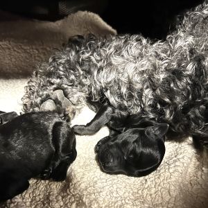 Terrier Welpen