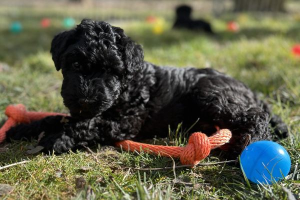 Kerry Blue Terrier Welpen Easdales