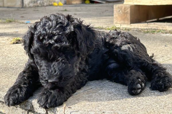 Kerry Blue Terrier Welpen Easdales