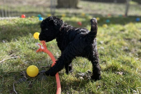 Kerry Blue Terrier Welpen Easdales