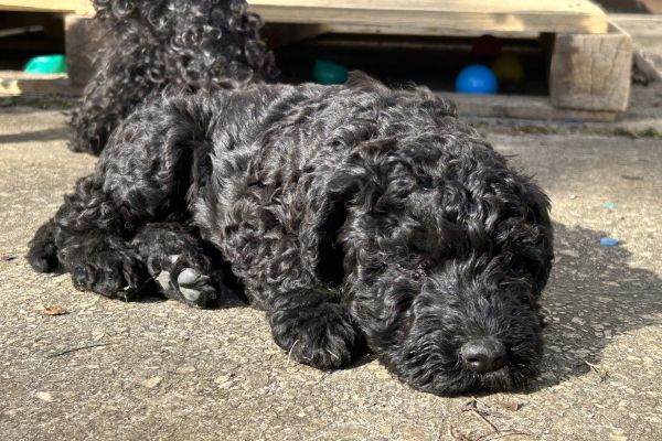 Kerry Blue Terrier Welpen Easdales