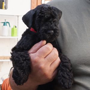 kleiner kerry Blue Terrier Welpe