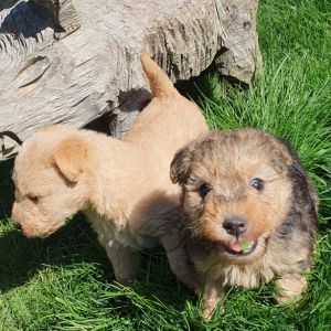 Lakeland Terrier Welpen