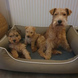 Lakeland Terrier Welpen von der Wittenburg