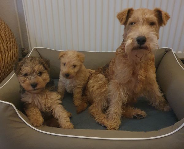 Lakeland Terrier Welpen von der Wittenburg mit Mama