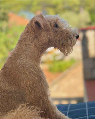 Rainbowlake Lakeland Terrier
