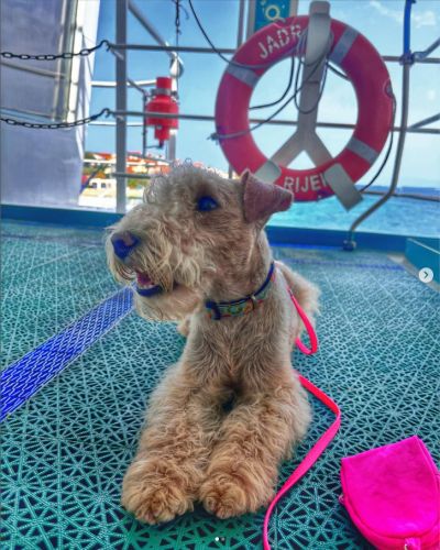 Rainbowlake Lakeland Terrier