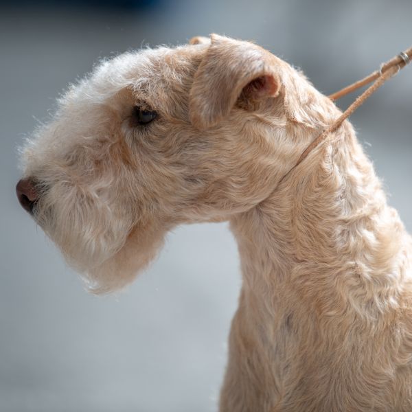 Rainbowlake Lakeland Terrier Züchter
