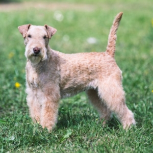 Rainbowlake Lakeland Terrier Züchter