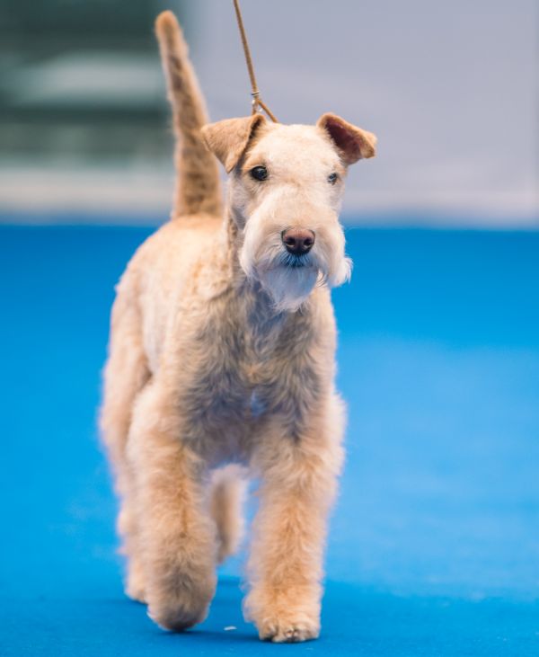 Rainbowlake Lakeland Terrier Züchter