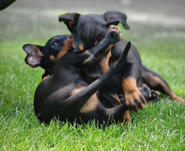 Manchester Terrier Welpen von der Blattgoldstadt