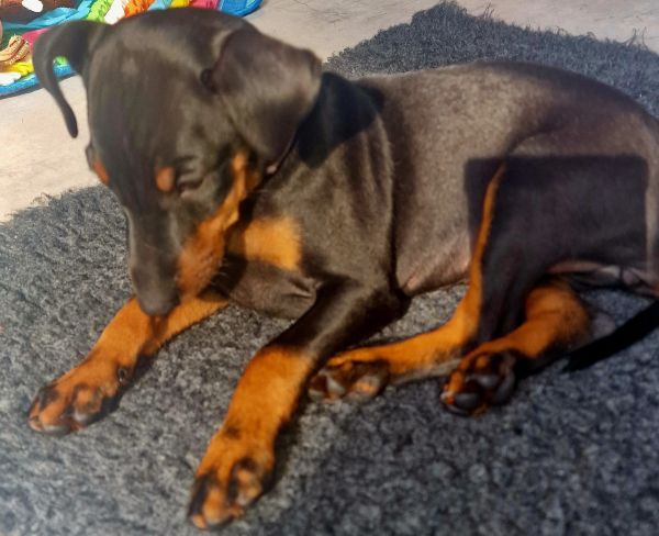 Manchester Terrier Welpen von der Blattgoldstadt