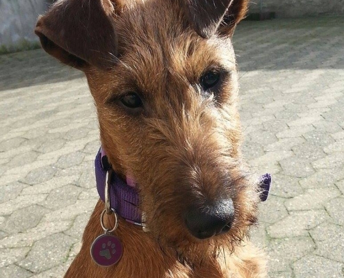 Irish Terrier