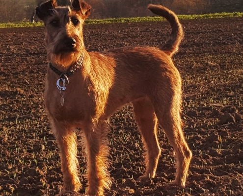 Irish Terrier