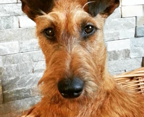 Irish Terrier