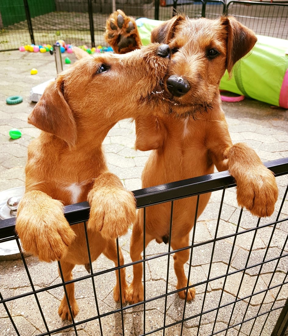 Irish Terrier