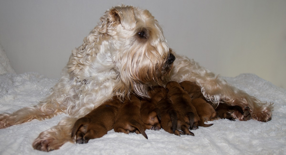 Irish Soft Coated Wheaten Terrier ISCW