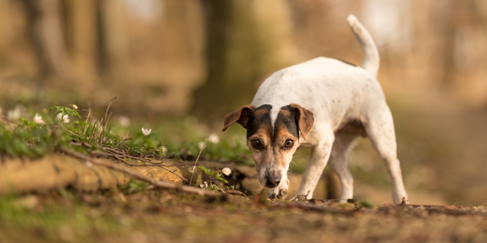 Ein Jack Russell Terrier auf der Suche nach Spuren am Boden im Herbstwald