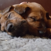 Irish Terrier Beautiful Endless Love