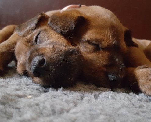 Irish Terrier Beautiful Endless Love