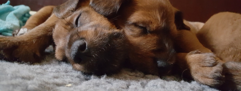 Irish Terrier Beautiful Endless Love