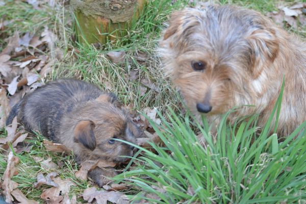 Peanuts Norfolk Terrier