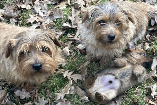 Peanuts Norfolk Terrier