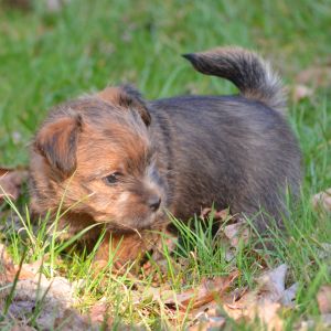 Peanuts Norfolk Terrier
