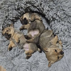 Norwich Terrier Welpen von Stoppelhopser