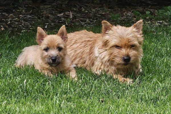 Norwich Terrier von Stoppelhopser