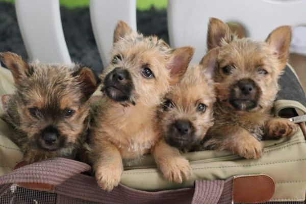 Norwich Terrier von Stoppelhopser