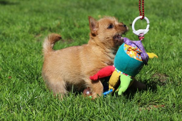 Norwich Terrier von Stoppelhopser