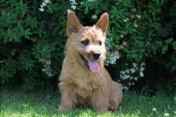Norwich Terrier von Stoppelhopser
