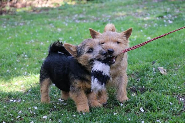 Norwich Terrier von Stoppelhopser