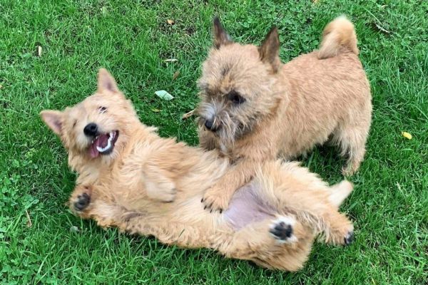 Norwich Terrier von Stoppelhopser