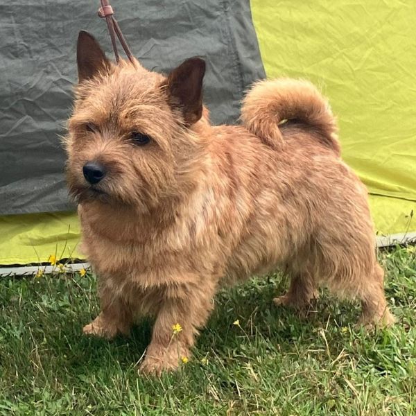 Norwich Terrier von Stoppelhopser