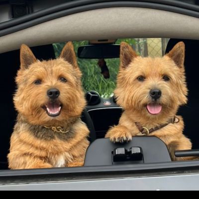 Zwei Norwich Terrier Von den zwei Eichen & Wild Devils