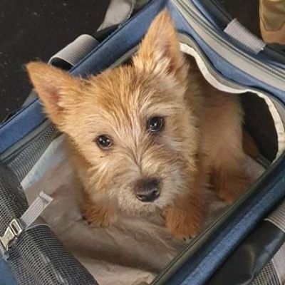 Norwich Terrier Welpe Von den zwei Eichen & Wild Devils