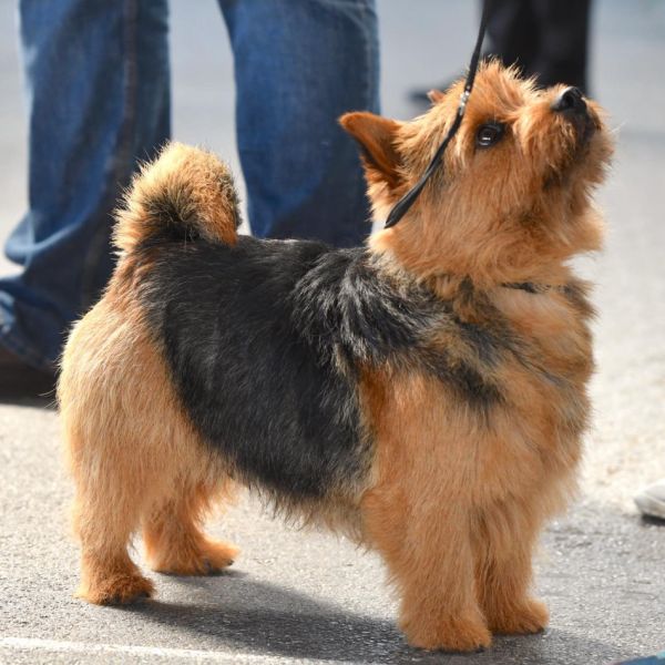 aufmerksamer Norwich Terrier Von den zwei Eichen & Wild Devils