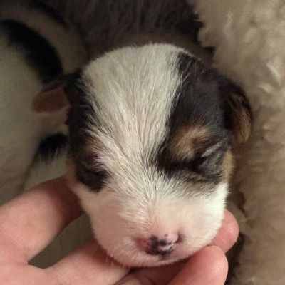 of Cornwall´s Pride Parson Russell Terrier Welpen of Cornwall´s Pride