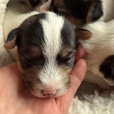 of Cornwall´s Pride Parson Russell Terrier Welpen of Cornwall´s Pride