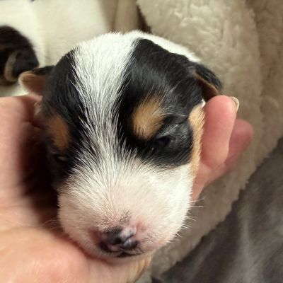 of Cornwall´s Pride Parson Russell Terrier Welpen of Cornwall´s Pride